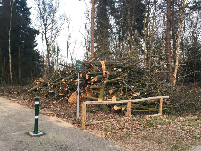 Bomen Thomas á Kempislaan gekapt Bomen Thomas á Kempislaan gekapt