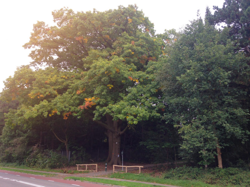 Beleid bomen kappen in onze wijk Beleid bomen kappen in onze wijk