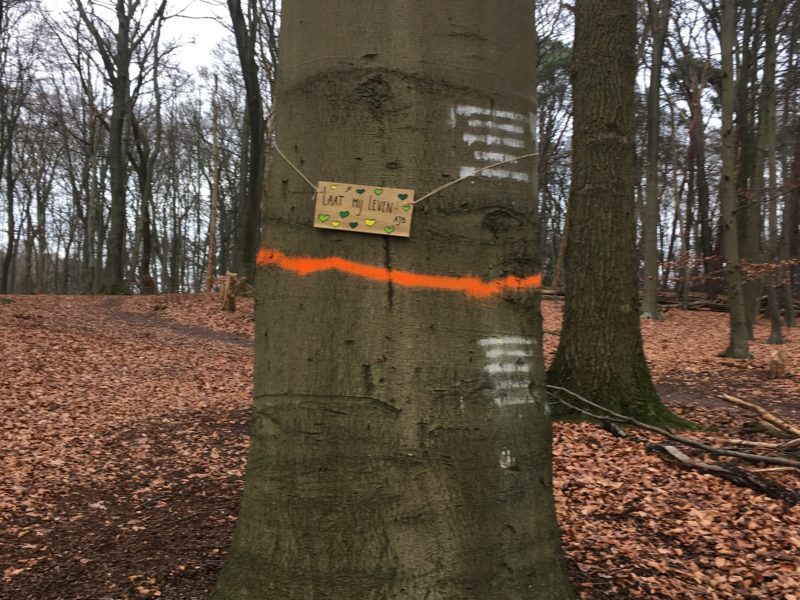 Ruim 90 jaar oude beuk wordt gespaard bij bomenkap/ dunningsprogramma Park Klarenbeek. Ruim 90 jaar oude beuk wordt gespaard bij bomenkap/ dunningsprogramma Park Klarenbeek.