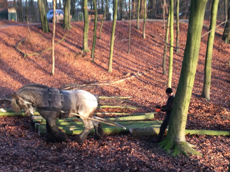 Bomenkap / “Dunningswerkzaamheden” in Park Klarenbeek begonnen Bomenkap / “Dunningswerkzaamheden” in Park Klarenbeek begonnen