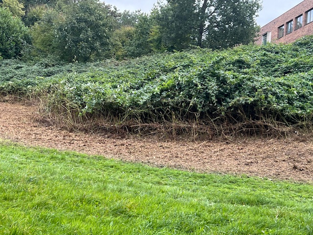 Verslag schouwwandeling park Klarenbeek, Hazegrietje, Verslag schouwwandeling park Klarenbeek, Hazegrietje,