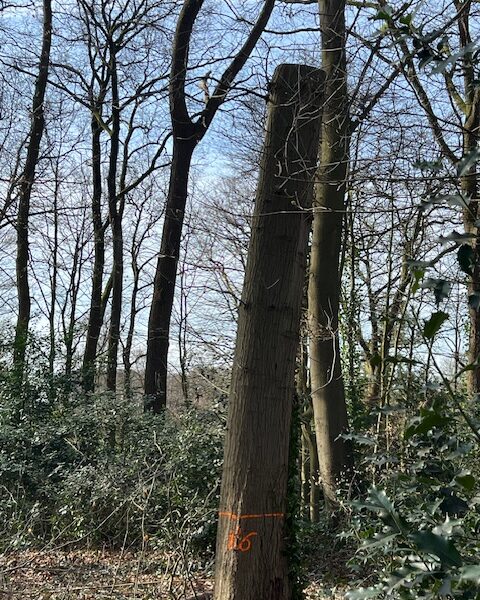 (Groot) onderhoud aan park Hazegrietje afgerond (Groot) onderhoud aan park Hazegrietje afgerond