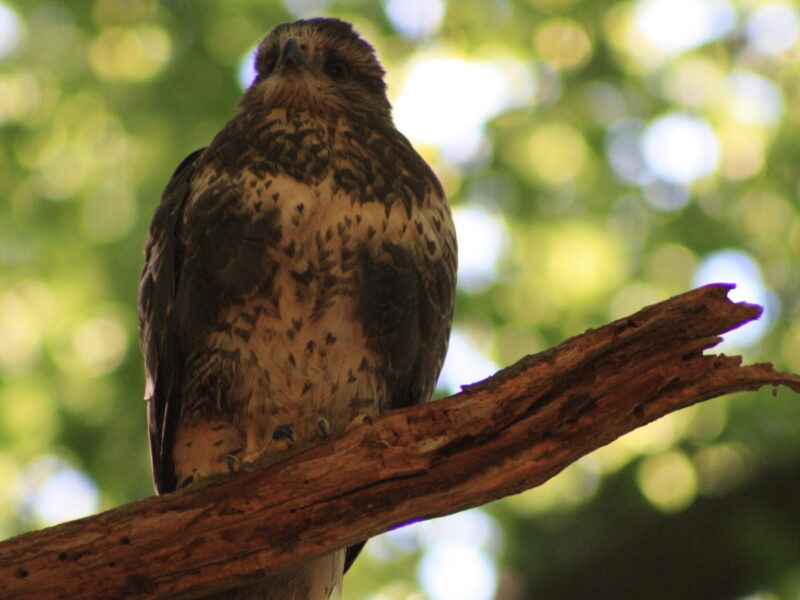 Laatste loodjes Visie parken Klarenbeek, Hazegrietje,Braamberg Laatste loodjes Visie parken Klarenbeek, Hazegrietje,Braamberg