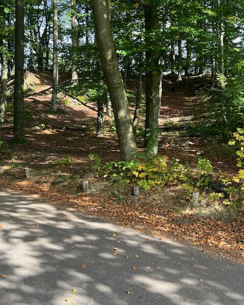 Groot onderhoud deel park Klarenbeek Groot onderhoud deel park Klarenbeek